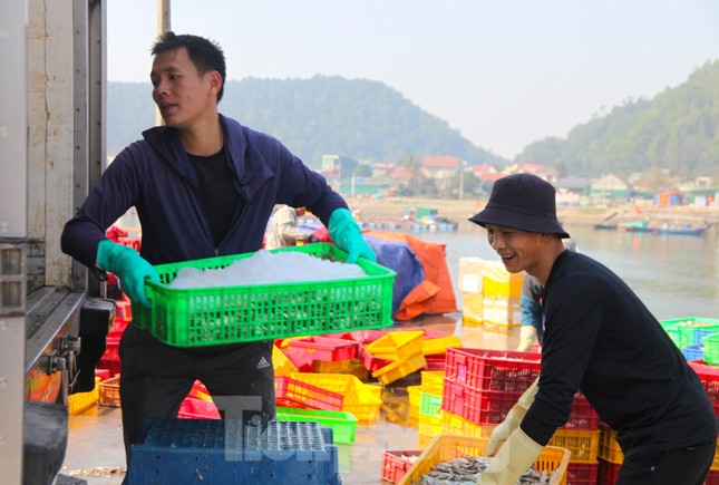 Công việc của đội bốc vác thuê là vận chuyển cá từ tàu vào bờ rồi phân vào từng khay nhựa. Các lao động sau đó sẽ bốc khay nhựa lên những xe tải đông lạnh đã chờ sẵn.