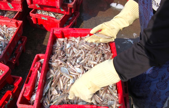 Công việc tuy không nặng nhưng cần sự nhanh nhẹn, nên một nửa lao động trong đó là phụ nữ. Những đôi tay thoăn thoắt lựa chọn cá vừa nhanh vừa nhẹ nhàng để tránh làm cá hư hỏng.