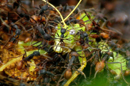 Media - "Sát thủ" nhỏ bé có thể tiêu diệt kẻ thù to hơn gấp nhiều lần
