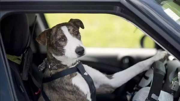 Chú chó bị chủ đổi chỗ để đổ tội là đang lái xe. Ảnh minh họa: SPCA Auckland.