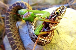 Media - Con vật "nhỏ nhưng có võ" khiến rắn, nhện đều khiếp sợ