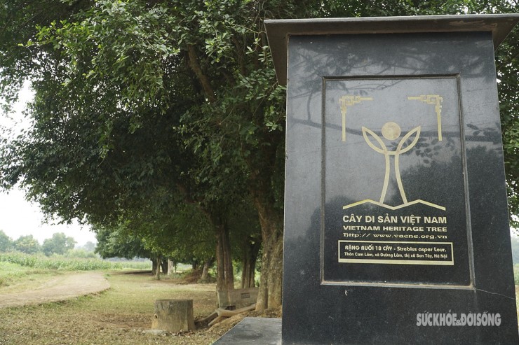 Từ năm 2011, rặng duối cổ gồm 18 cây đã được Hội Bảo vệ thiên nhiên và Môi trường Việt Nam công nhận là cây di sản Việt Nam.