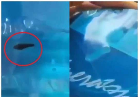 Bình nước 20 lít còn nguyên tem, bên trong có con đỉa đang ngoe nguẩy