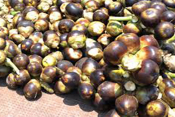 Thị trường - Tiêu dùng - Loại quả đặc sản ở Việt Nam trước không ai ăn, sang trời Tây 2 triệu đồng/4 quả "gây choáng"