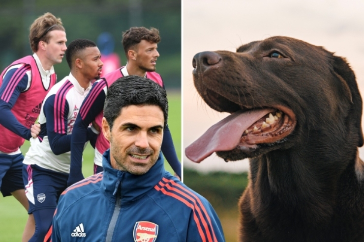 HLV Arteta hy vọng cô chó Win (tiếng Việt: Chiến thắng) sẽ mang lại may mắn cho Arsenal