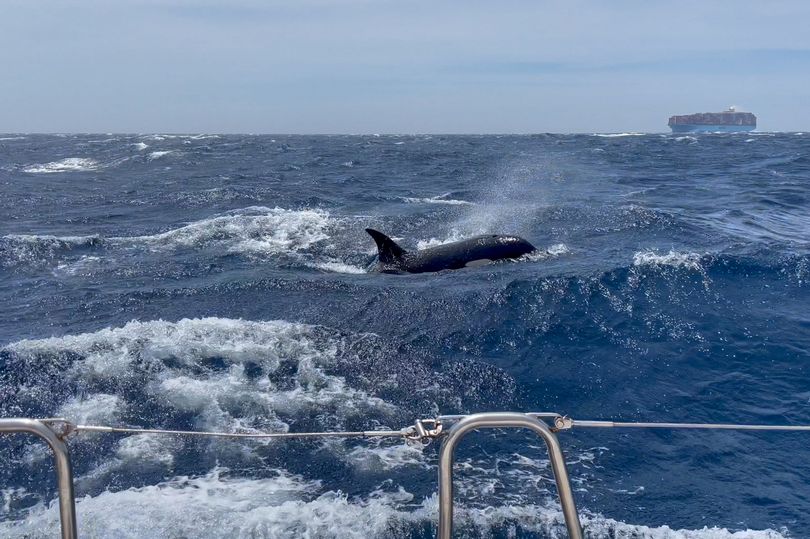 Một con cá voi sát thủ lộ diện trên biển.