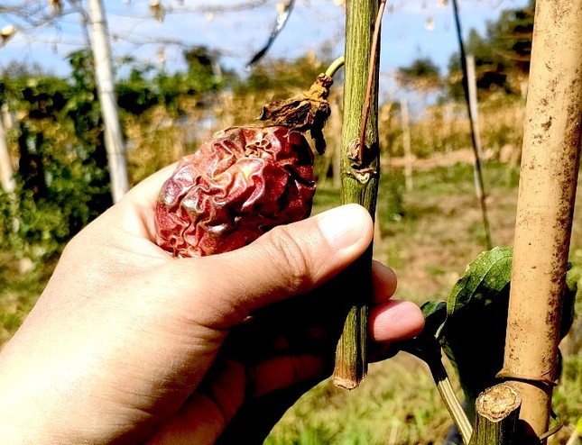 Vườn chanh dây của ông Hảo đang cho quả thì bị phá hoại