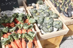 Thị trường - Tiêu dùng - Ngược đời bán phân bón hữu cơ giá… 0 đồng, còn tặng kèm hạt giống