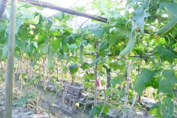 Thị trường - Tiêu dùng - Loại quả rẻ như cho ở Việt Nam bỗng hóa đặc sản ở Trung Quốc