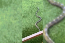 Phi thường - kỳ quặc - Video: Rắn trườn lên đùi người đàn ông tại nhà hàng