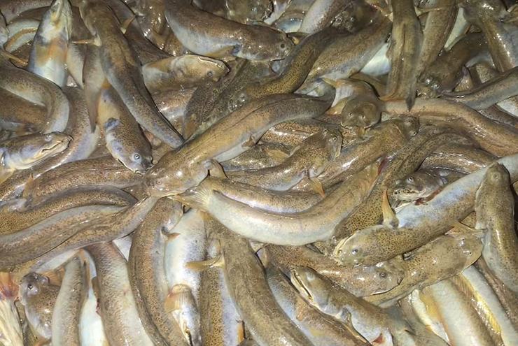 Giá bán hiện nay của cá còi khoảng 200.000- 220.000 đồng/kg, lúc nào cũng "cháy hàng", cá mang lên tới bờ là có người tới thu mua