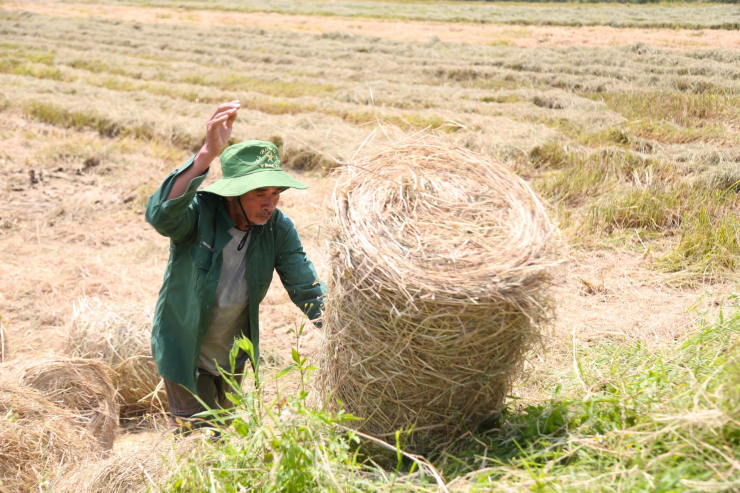 Nghề cuộn rơm hoạt động mạnh nhất vào sau vụ lúa Đông Xuân. Vì mùa này nắng gắt, rơm nhanh khô. Mặt đất ruộng nhờ đó không lầy lội và thuận lợi cho máy cuộn hoạt động.
