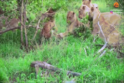 Video: Báo hoa mai đơn độc tử chiến với 12 con sư tử và cái kết bất ngờ sau 30 phút