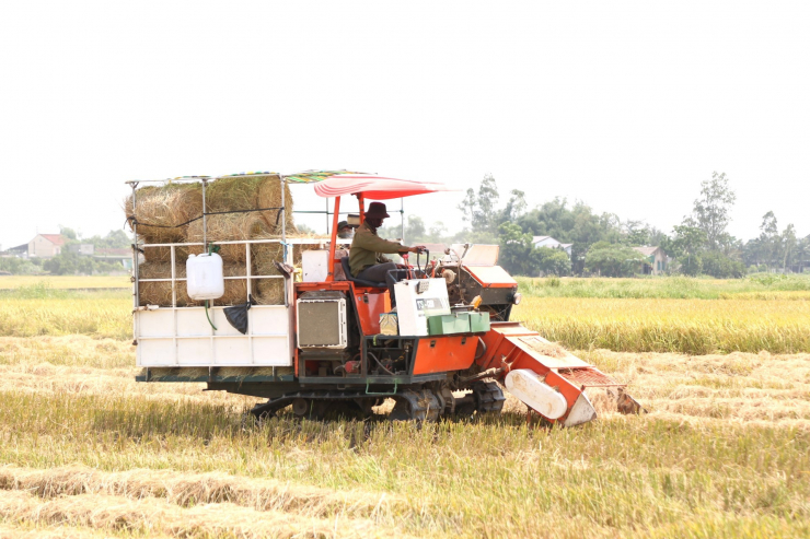 Đội nắng 40 độ C, kiếm tiền từ nghề cuộn rơm ở Nghệ An