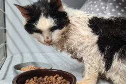 Bạn trẻ - Cuộc sống - Phản ứng của chú mèo 25 tuổi được về nhà sau 2 năm sống lang thang