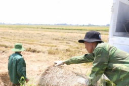 Kinh doanh - Đội nắng 40 độ C, kiếm tiền từ nghề cuộn rơm ở Nghệ An