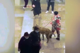 Phi thường - kỳ quặc - Video: Sự thật hài hước về “chú hổ” được nam thanh niên dắt đi dạo phố