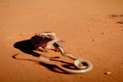 Media - Có nọc độc bậc nhất thế giới, rắn "khủng" vẫn bị kỳ đà đoạt mạng