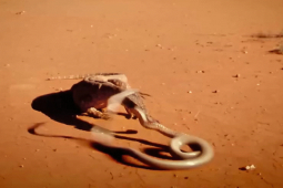 Media - Có nọc độc bậc nhất thế giới, rắn "khủng" vẫn bị kỳ đà đoạt mạng