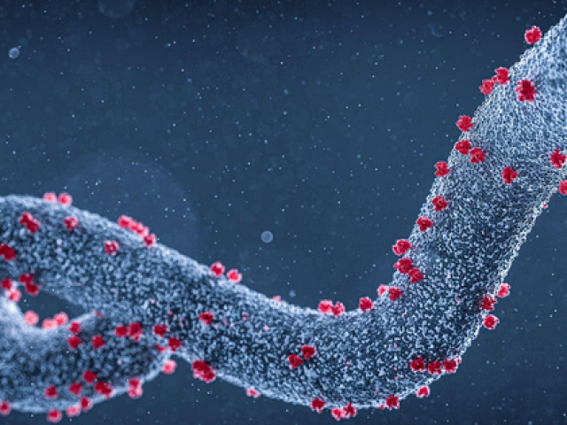 Sức khỏe đời sống - Những điều cần biết về virus Marburg gây bệnh sốt xuất huyết