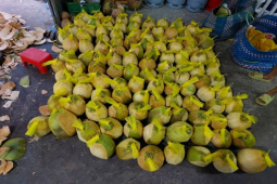 Loại dừa giá 200.000 đồng/quả vẫn “cháy” hàng, dân buôn ngày bán hàng trăm quả