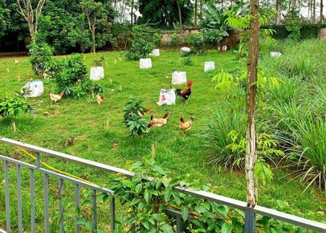 Khu vườn rộng trong
biệt thự để trồng cây, thả gà