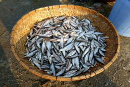 Thị trường - Tiêu dùng - Loại cá "nhà nghèo" ở Sơn La thành đặc sản 300.000 đồng/kg, dân bán quanh năm "hốt bạc"