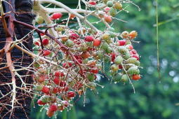 Thị trường - Tiêu dùng - Loại quả trồng làm cảnh, xưa chín rụng vứt đi, nay làm thành món mứt "lạ" đắt đỏ