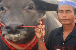 Thị trường - Tiêu dùng - Choáng chú trâu "khủng", anh nông dân chỉ bán giá không dưới 34 tỷ đồng