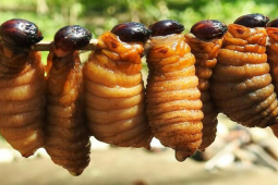 Thị trường - Tiêu dùng - Loài ở Việt Nam nhìn kinh hãi nhưng là đặc sản độc nhất vô nhị, dân nhậu "săn lùng"