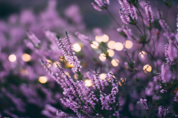 Giáo dục - du học - Chinh phục 15 câu đố liên quan tới màu tím từ dễ tới khó