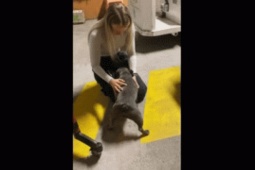 Bạn trẻ - Cuộc sống - Xúc động khoảnh khắc chú chó đoàn tụ với chủ sau 8 tháng xa cách