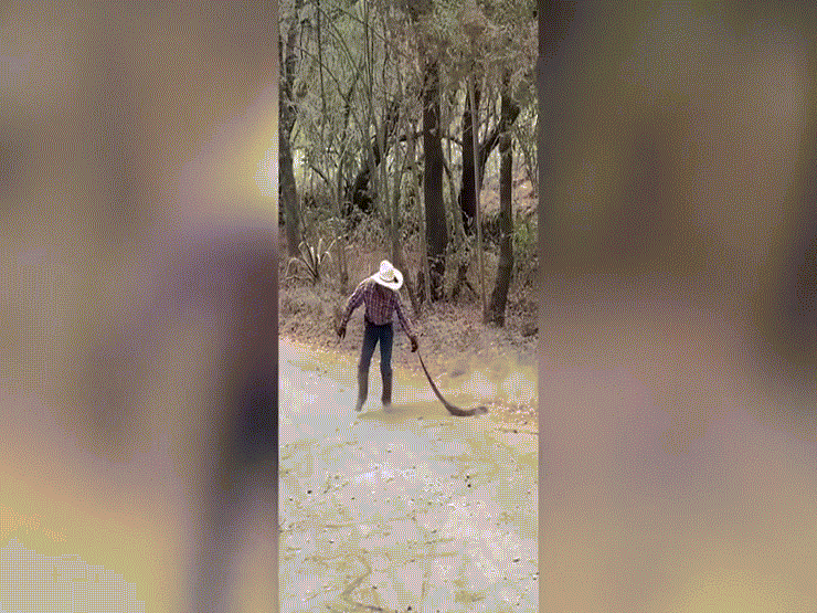 Video: Nổi da gà cảnh người đàn ông vô tư kéo đuôi một con trăn