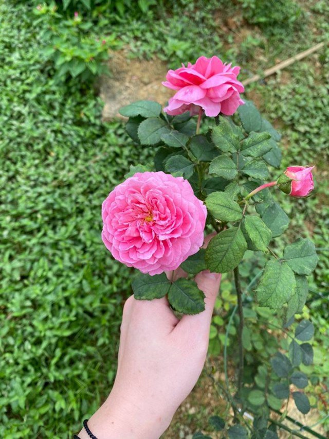 Vợ chồng Shark Hưng trồng hoa hồng trong vườn nhà