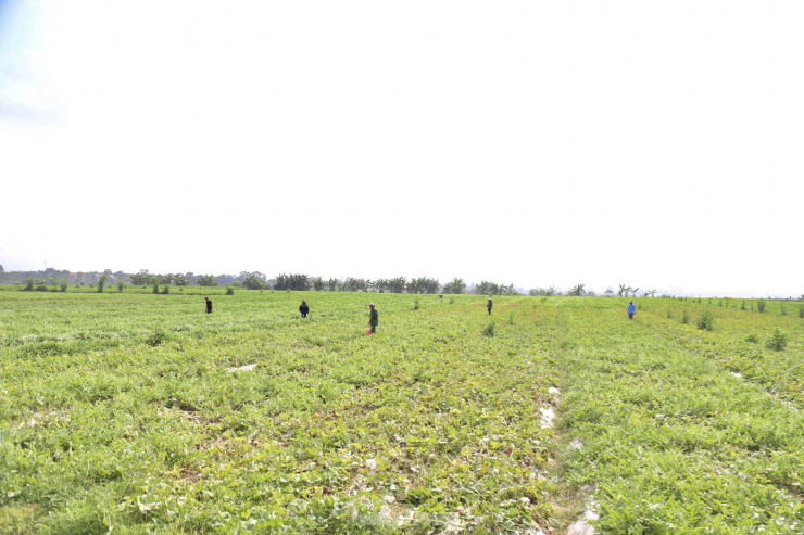 Trên cánh đồng dưa ở xã Thượng Tân Lộc (huyện Nam Đàn, Nghệ An), bà con nông dân đang tập trung thu hoạch dưa hấu. Vụ dưa năm nay, toàn xã trồng 195ha dưa hấu, trong đó, có khoảng 70ha dưa hấu trồng sớm hơn dưa chính vụ 20 ngày.