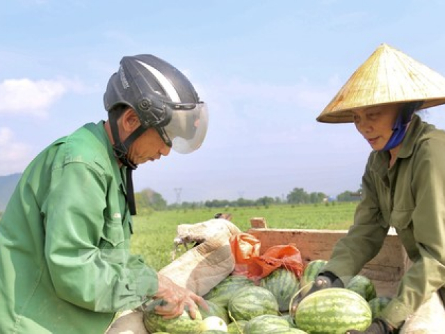 Nông dân phấn khởi thu hoạch dưa giữa trưa nắng chang chang