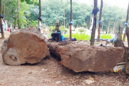 Tin tức trong ngày - Vụ vớt gỗ lạ ở Kon Tum: Sau 1 năm vẫn chưa xác lập quyền sở hữu toàn dân