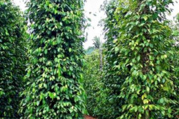 Thị trường - Tiêu dùng - Thứ Việt Nam bán nhiều top đầu thế giới, đất nước tỷ dân cũng nhập về