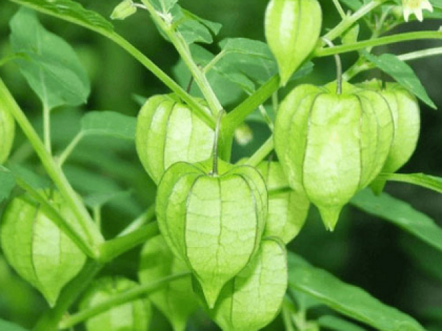 Ẩm thực - Bất ngờ công dụng của rau tầm bóp, rất nhiều người không biết, 3 lưu ý cần tránh khi ăn để không lo tác dụng phụ