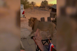 Video: Sư tử từ từ tiến lại gần, nhóm người cắm trại ứng phó khôn khéo