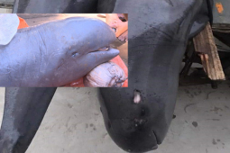 Tin tức trong ngày - Nóng trong tuần: Ngư dân Thanh Hóa bắt được cá lạ nghi đã tuyệt chủng