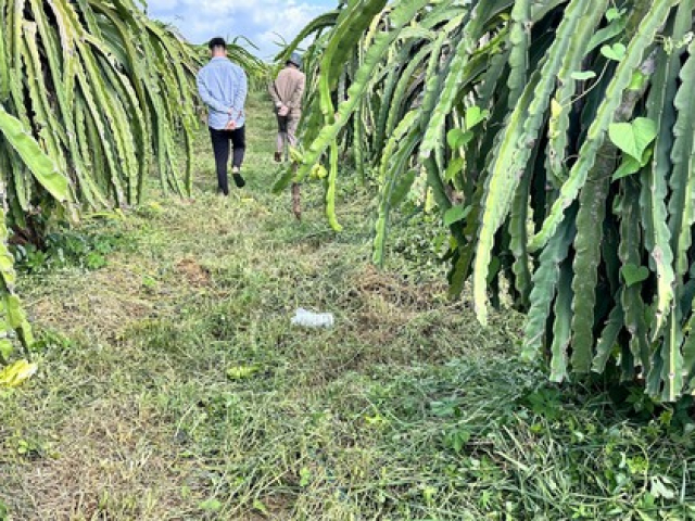 Tin tức trong ngày - Cắt cỏ bằng máy bị văng lưỡi dao, người đàn ông tử vong