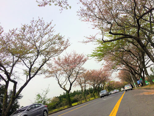 Đại lộ Jeonnong-ro với hàng anh đào trăm tuổi và các cây anh đào vài chục năm tuổi khác