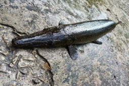 Sức khỏe đời sống - 6 người đàn ông ngộ độc cấp cứu sau khi ăn trứng cá sấu hỏa tiễn