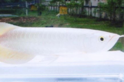 Thị trường - Tiêu dùng - Loài đột biến màu kỳ lạ sống nửa thế kỷ, giá đắt hơn nhiều lần chung cư ở Hà Nội