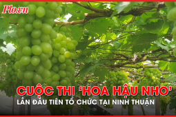Tin tức trong ngày - Ninh Thuận tất bật chuẩn bị cho cuộc thi ‘hoa hậu nho’