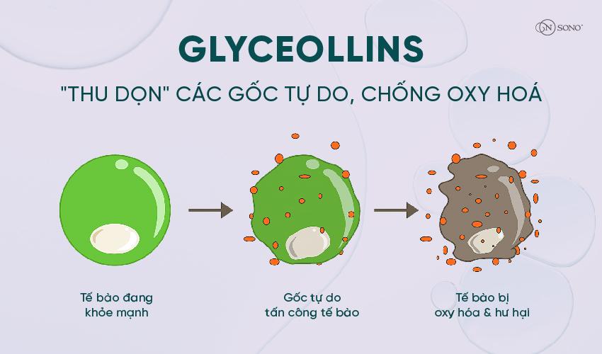 Glyceollins “thu dọn” các gốc tự do, chống oxy hóa.