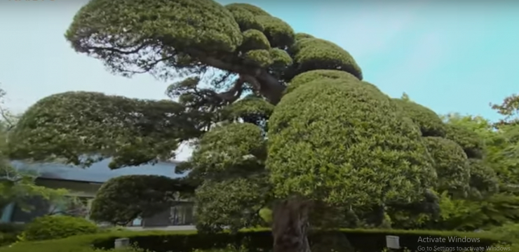 Mới đây, kênh YouTube NhaTo giới thiệu một cây tùng la hán hơn 800 tuổi nổi tiếng nhất tỉnh Chiba, Nhật Bản.