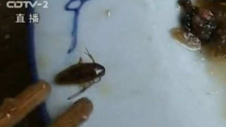 Một vị khách họ Zhang đã phát hiện 1 con gián nằm trong đĩa thức ăn của mình.
