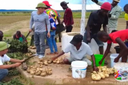 Bất ngờ thứ ở Việt Nam rẻ bèo, team Quang Linh trồng ở Angola có giá gấp nhiều lần
